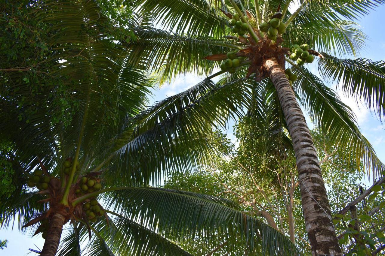 Lobo Inn Tulum Zewnętrze zdjęcie